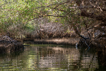 Naturreservat Al Qurm 