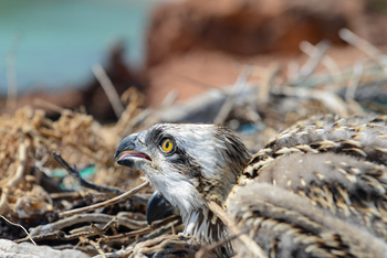 Naturreservat Daymaniyat Inseln
