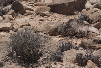 Naturreservat Jabal Samhan