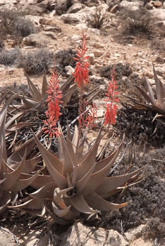Naturreservat Jabal Samhan