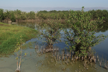 Réserve du khor Al Qurm Al Saghir