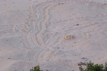 Réserve naturelle des îles Dimaniyat