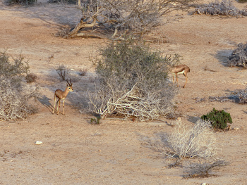 Naturschutzgebiet Ras Al Shajar – Qurayyat