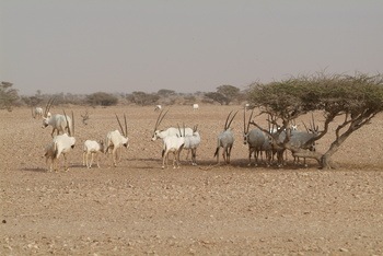 Réserve des espèces vivantes et de la vie fongique dans le gouvernorat d’Al Wusta – Hayma