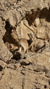 Reserva Natural de Al Sareen 