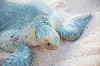 Reserva de las Tortugas en la Gobernación de Al Sharqiyah del Sur – Ras Al Hadd