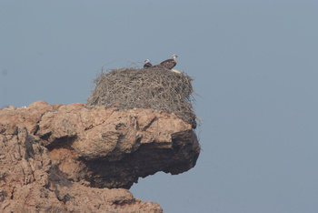 Naturreservat Daymaniyat Inseln