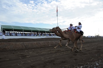 Caballos y Camellos