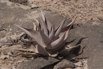 Naturreservat Jabal Samhan