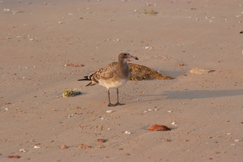 Reserva Natural de las Islas Daymaniyat