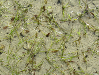 Naturreservat der Feuchtgebiete