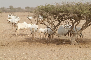 Réserve des espèces vivantes et de la vie fongique dans le gouvernorat d’Al Wusta – Hayma