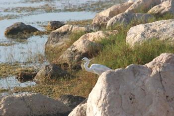 Réserve de Khor Al Mughsail