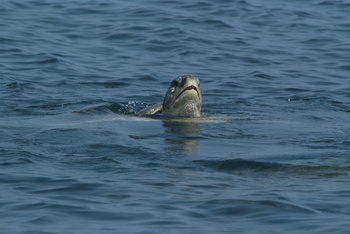 Reserva de las Tortugas en la Gobernación de Al Sharqiyah del Sur – Ras Al Hadd