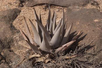 Naturreservat Jabal Samhan