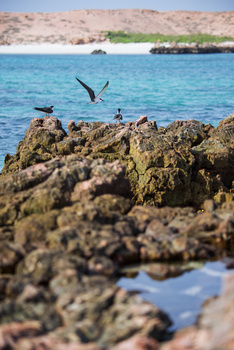 Réserve naturelle des îles Dimaniyat