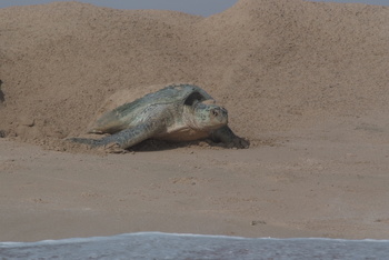 Reserva de las Tortugas en la Gobernación de Al Sharqiyah del Sur – Ras Al Hadd