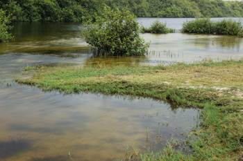 Naturreservat Khor Al Qurm Al Kabir
