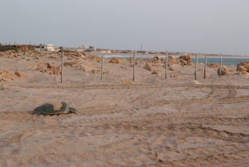 Reserva de las Tortugas en la Gobernación de Al Sharqiyah del Sur – Ras Al Hadd