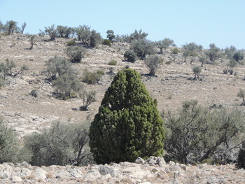 Naturschutzgebiet Al Jabal Al Akhdar für Landschaften