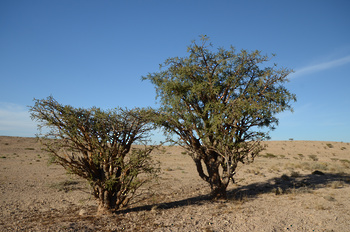 Naturreservat Jabal Samhan