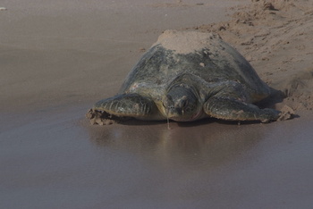 Reserva de las Tortugas en la Gobernación de Al Sharqiyah del Sur – Ras Al Hadd