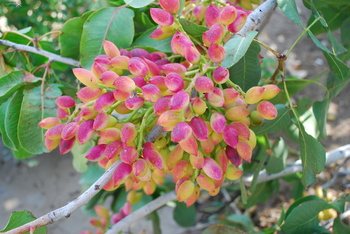 Agricultural Wealth
