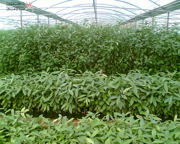 Agricultural Wealth