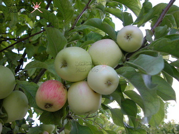 Agricultural Wealth