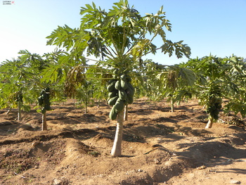Agricultural Wealth