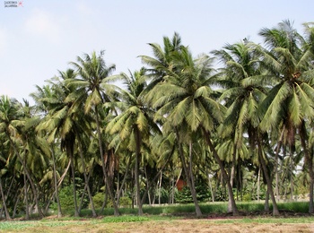 Agricultural Wealth