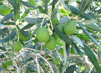 Agricultural Wealth