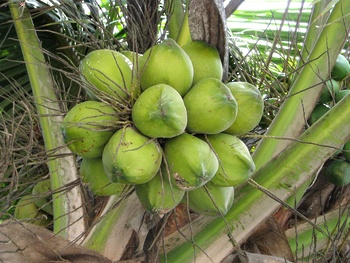 Agricultural Wealth