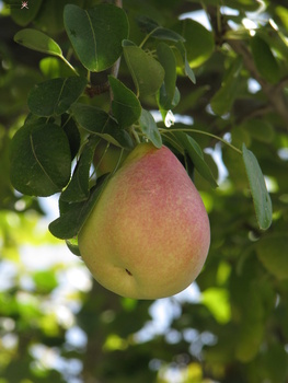 Agricultural Wealth