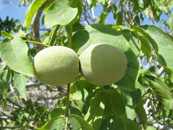 Agricultural Wealth
