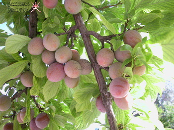 Agricultural Wealth