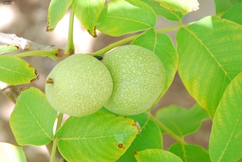 Agricultural Wealth