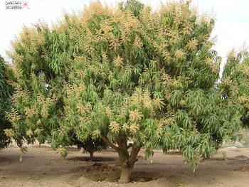 Agricultural Wealth