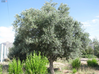 Agricultural Wealth