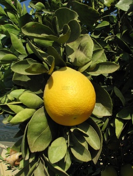 Agricultural Wealth