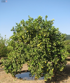 Agricultural Wealth