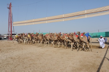 Chevaux et dromadaires 