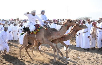 Chevaux et dromadaires 