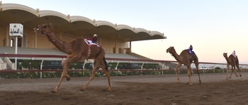 Camel Racing