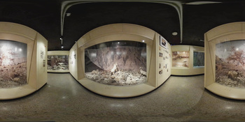 Musée d\'histoire naturelle