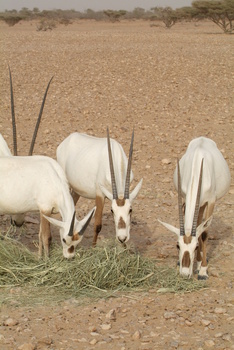 Naturreservat Al Wusta – Haima