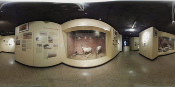 Musée d\'histoire naturelle