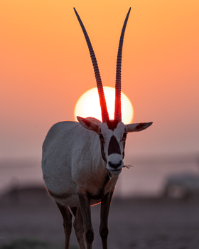 Naturreservat Al Wusta – Haima