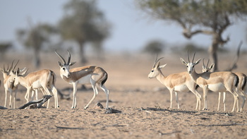 Naturreservat Al Wusta – Haima