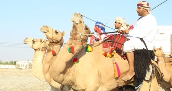 Chevaux et dromadaires 